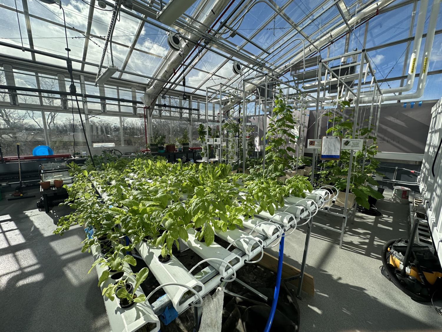 Greenhouse Update: Large Scale Hydroponics - Saint Louis Science Center