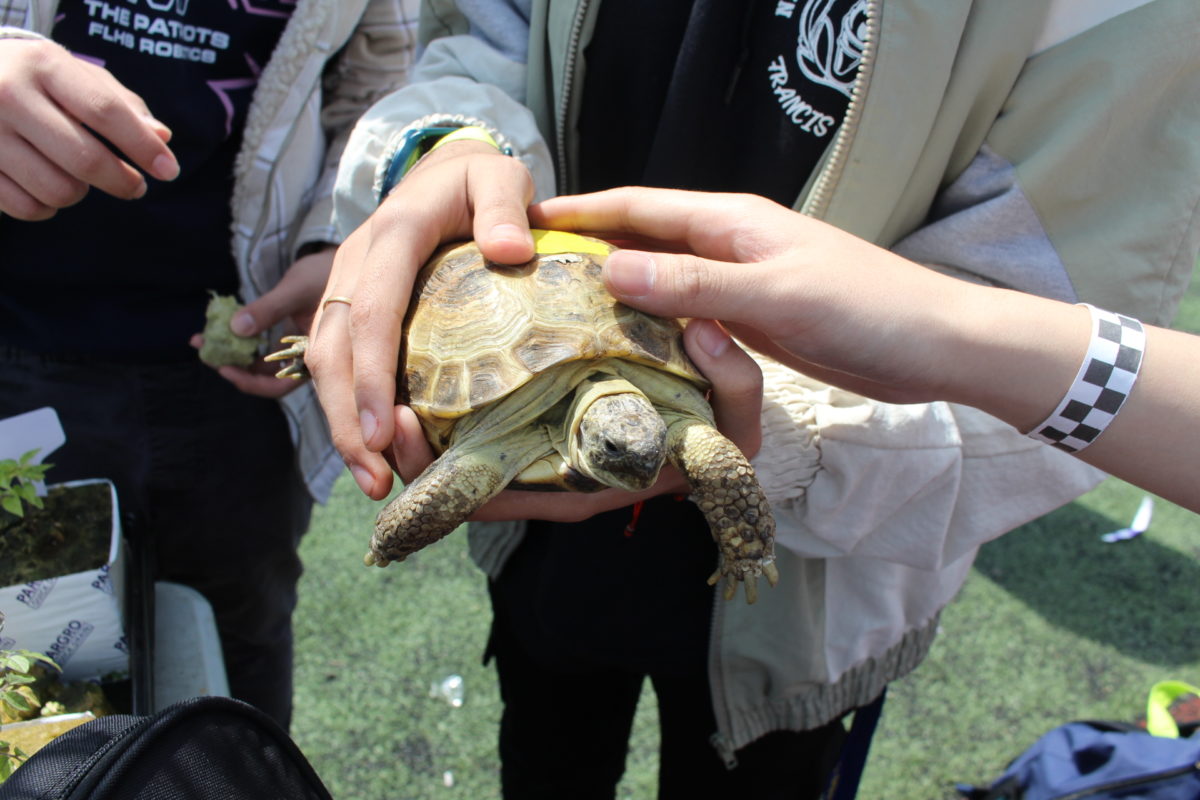 Various students are brought together by animals of the program. 
